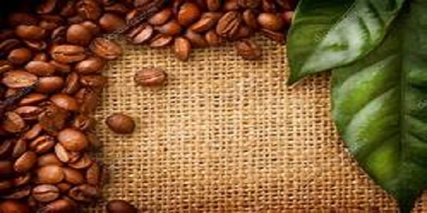 پخش عربیکا قهوه