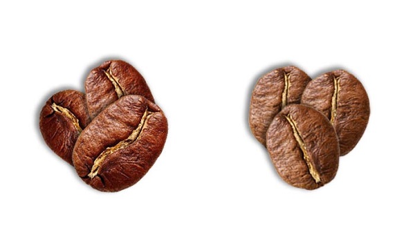 تفاوت قهوه عربیکا و روستا