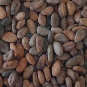 قیمت دانه خام کاکائو